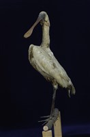 藏品(黑面琵鷺)的圖片